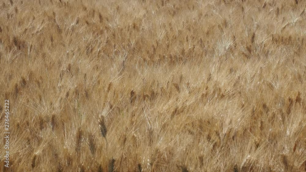Gold Wheat Field. Beautiful Landscape. Background of ripening ears of meadow wheat field. Summer time Gold Wheat Field. Beautiful Landscape. Background of ripening ears of meadow wheat field. Summer time