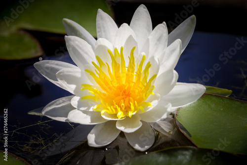 Lotus flowers closeup.