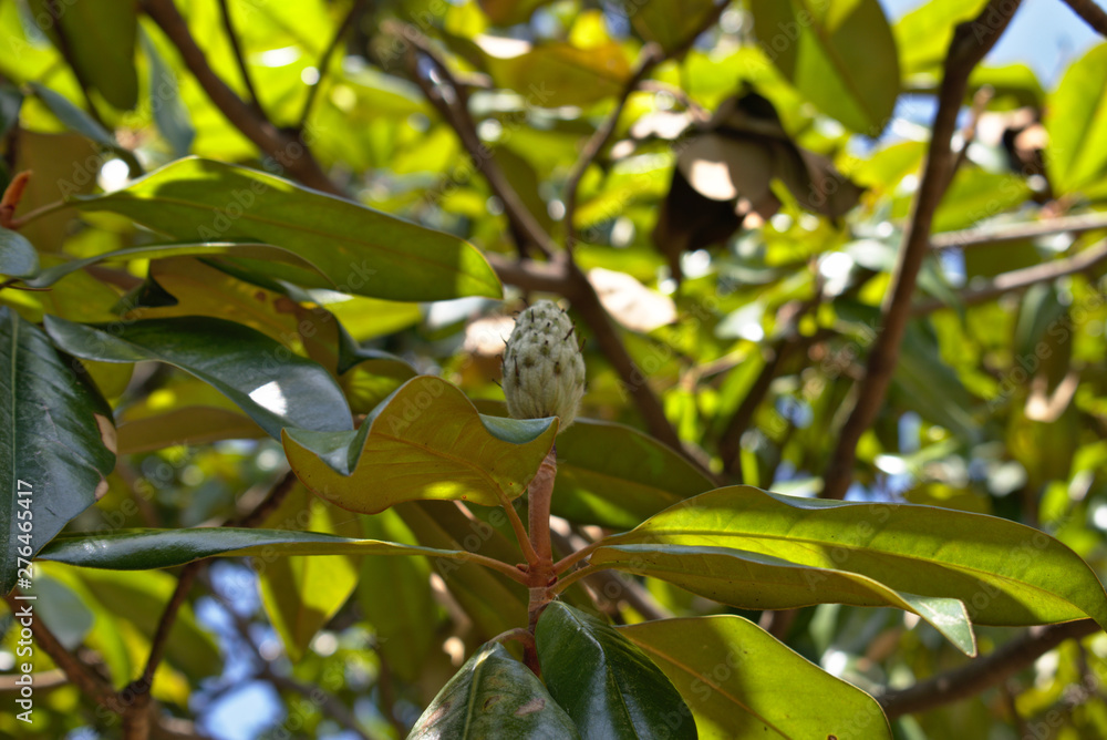 Fototapeta premium Magnolia Tree Almost to Bloom Seed
