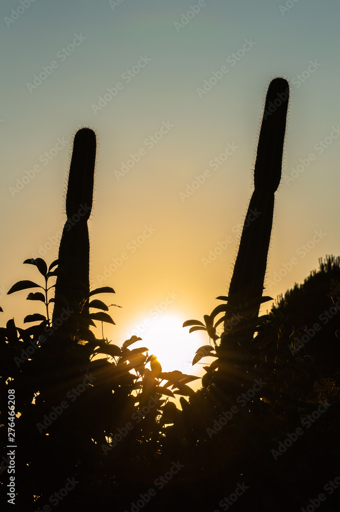 Beautiful Summer Sunset with a Cactus Silhouette, Sicily, Italy, Europe