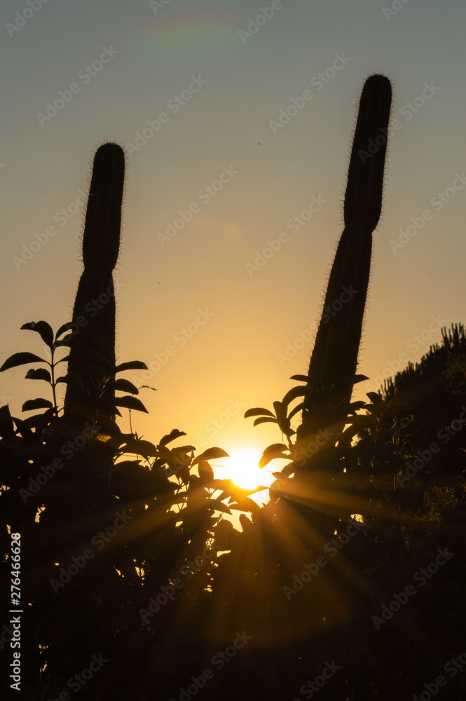 Beautiful Summer Sunset with a Cactus Silhouette, Sicily, Italy, Europe