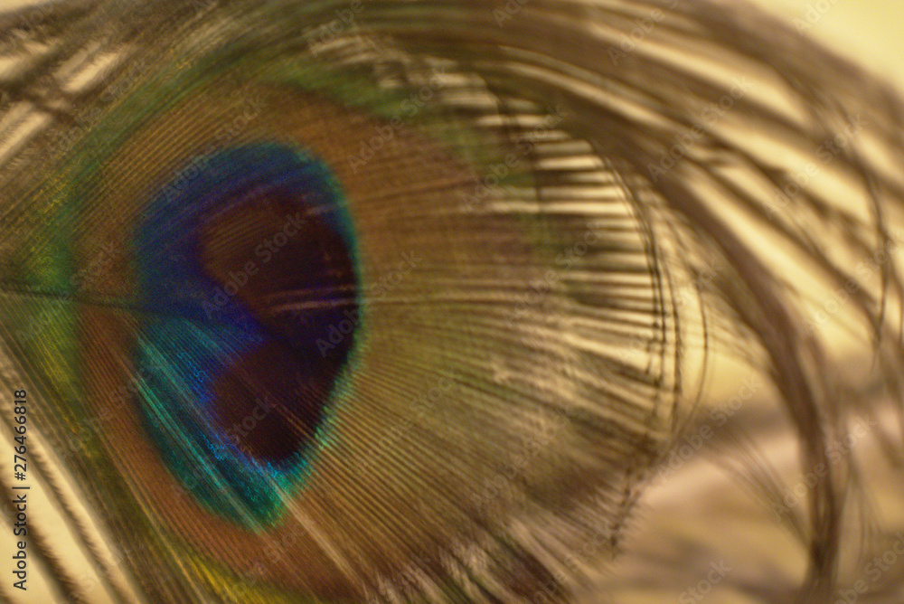 Naklejka premium Lighting of two worlds feather