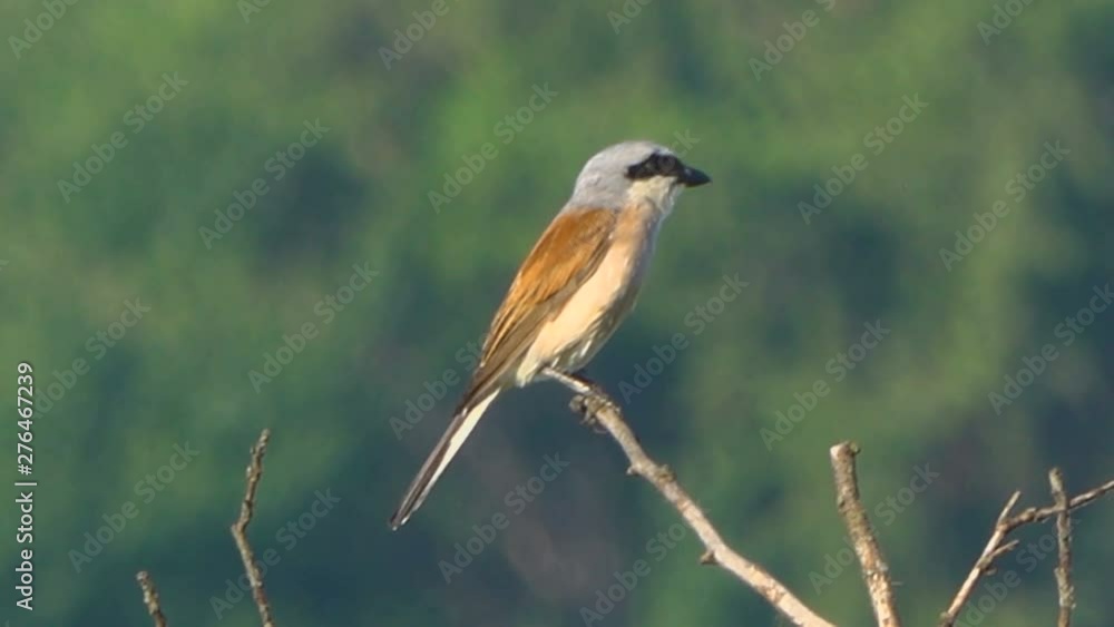 red-backed shrike sits on a dry branch of a tree in a meadow. red-backed shrike sits on a dry branch of a tree in a meadow.