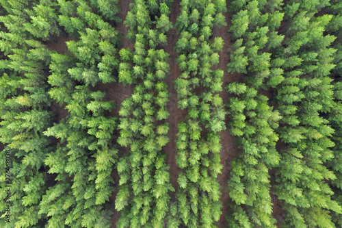 Pine plantation from above