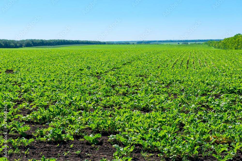 farm planting vegetables in a field of green rows