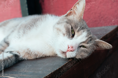 close up portrait of a cute grey street cat lying on the wooden table against red wall, green eyes, big ears. Street animals, poor countries photo