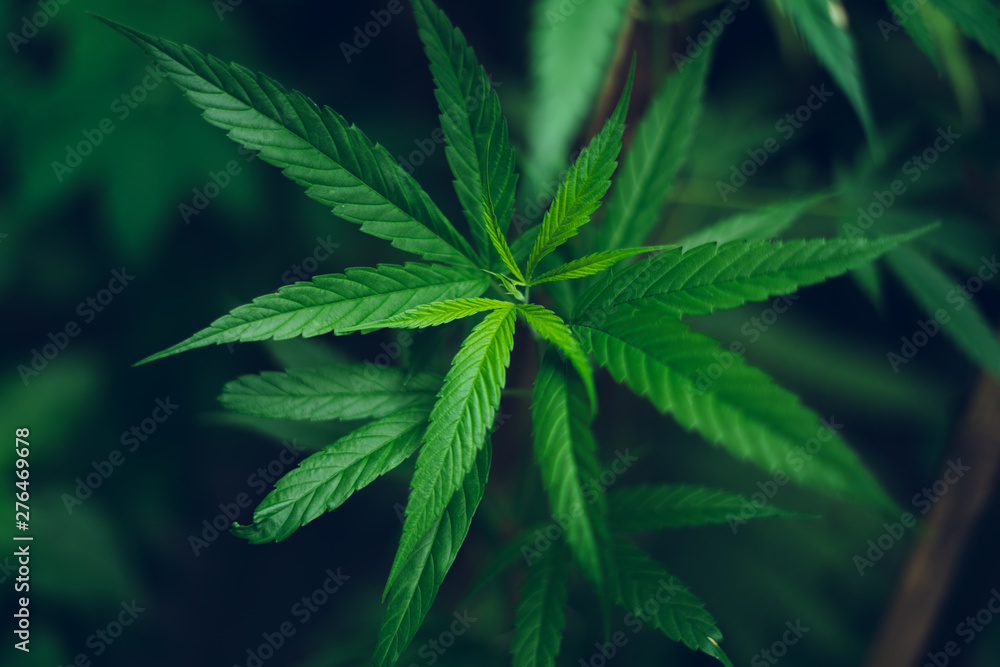 marijuana plant growing outdoors,Hand Holding Marijuana Leaf with Cannabis Plants marijuana plant growing outdoors,Hand Holding Marijuana Leaf with Cannabis Plants
