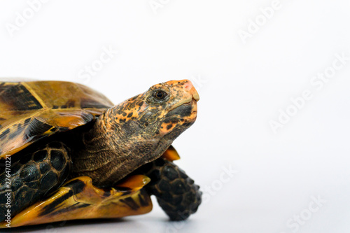 Inland turtles in Asia are called 
