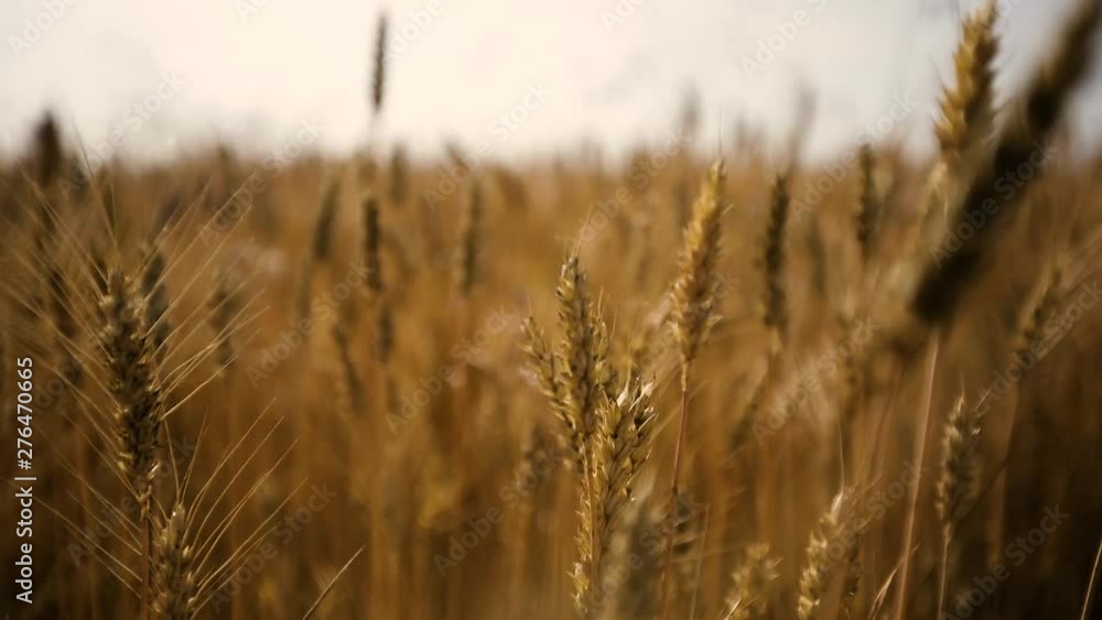 Wheat Field. Ears of wheat close up. Harvest and harvesting concept. Wheat Field. Ears of wheat close up. Harvest and harvesting concept.