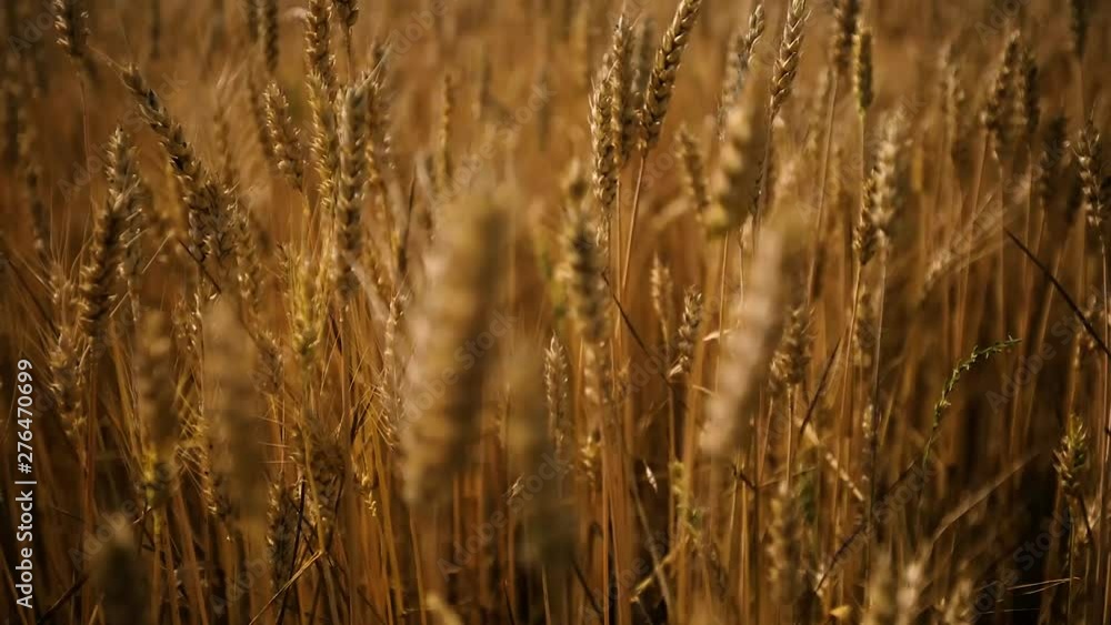 Wheat Field. Ears of wheat close up. Harvest and harvesting concept. Wheat Field. Ears of wheat close up. Harvest and harvesting concept.