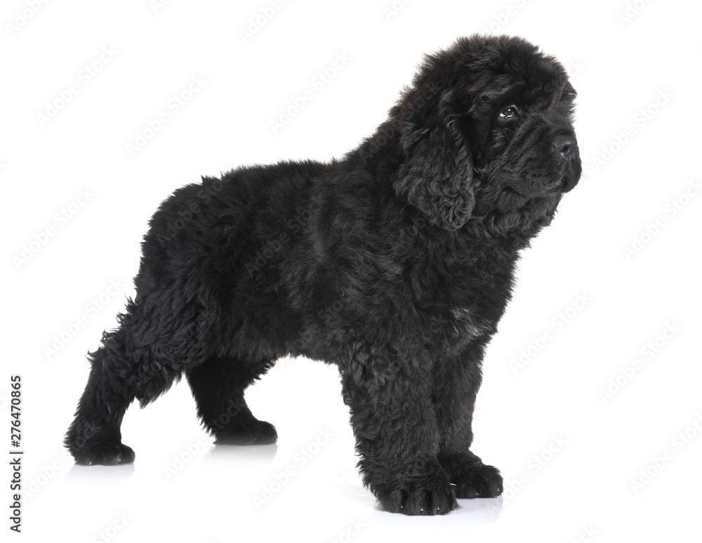 puppy newfoundland dog puppy newfoundland dog