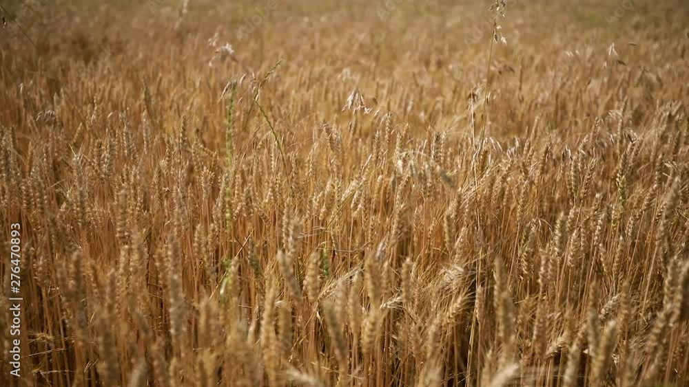 Wheat Field. Ears of wheat close up. Harvest and harvesting concept. Wheat Field. Ears of wheat close up. Harvest and harvesting concept.
