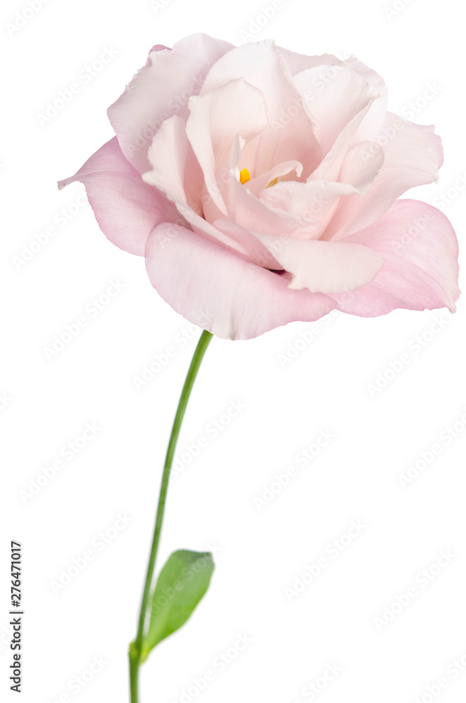 Beautiful Eustoma flower isolated on white background