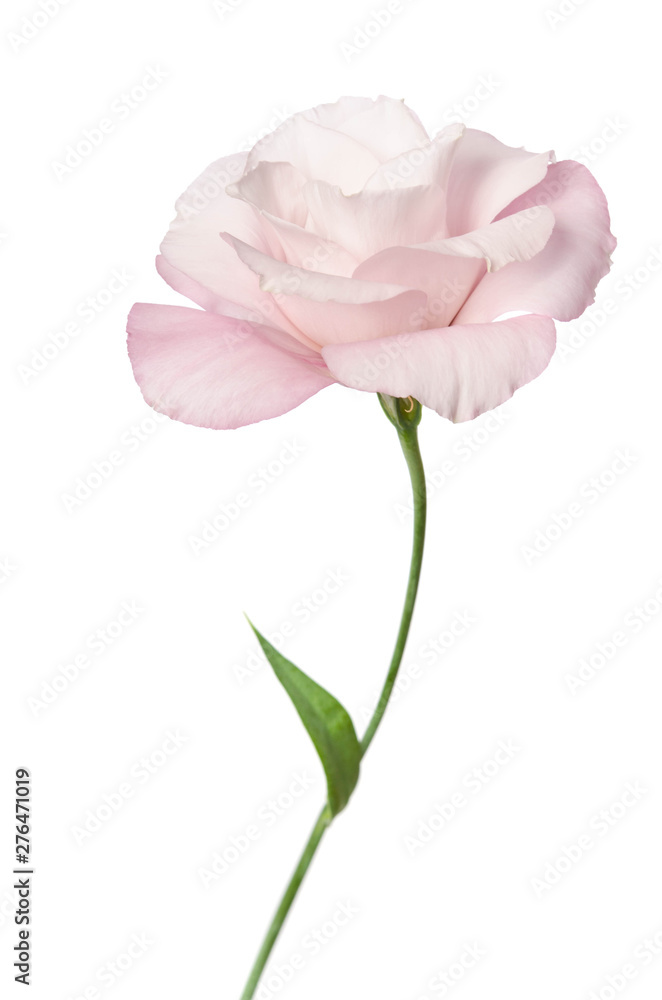 Beautiful Eustoma flower isolated on white background Beautiful Eustoma flower isolated on white background