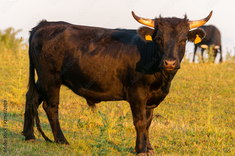 Black bull on a summer pasture Black bull on a summer pasture