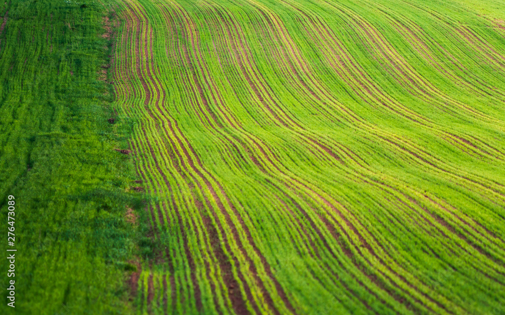 Young wheat plants grow in the field. Vegetable rows, agriculture, farmlands. Landscape with agricultural land Young wheat plants grow in the field. Vegetable rows, agriculture, farmlands. Landscape with agricultural land