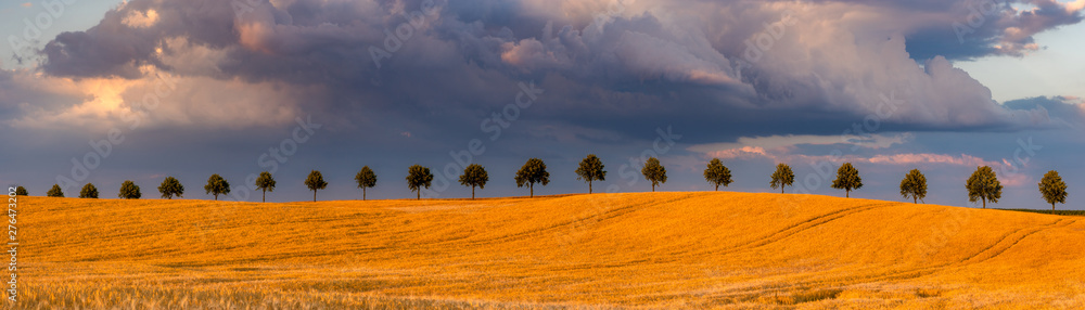 Obraz premium beautiful storm clouds during sunset over a field of mature cereal
