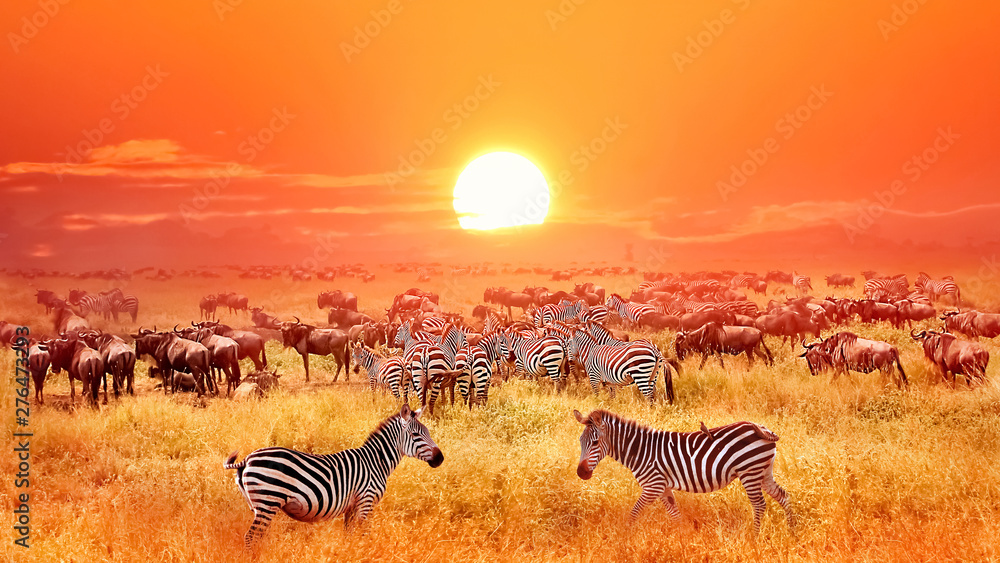 Zebras and antelopes at sunset in african savannah. Serengeti national park. Tanzania. Wild nature of Africa. - obrazy, fototapety, plakaty 
