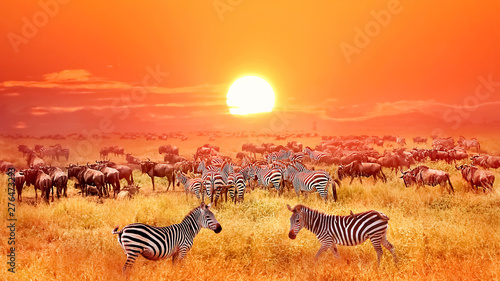 Zebras and antelopes at sunset in african savannah. Serengeti national park. Tanzania. Wild nature of Africa. photo