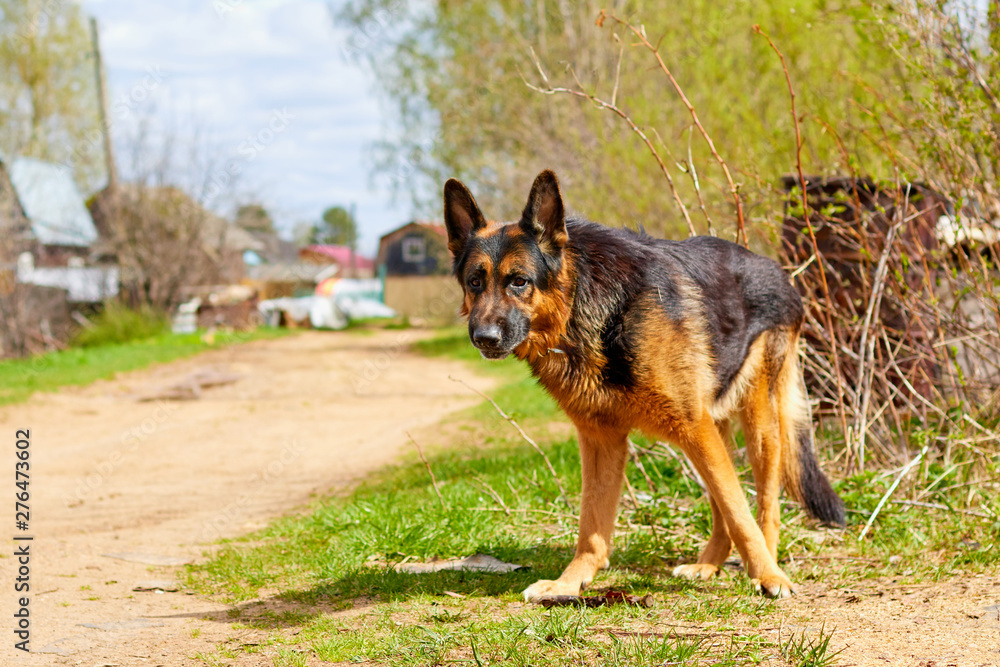 Naklejka premium Dog German Shepherd in a village in a summer