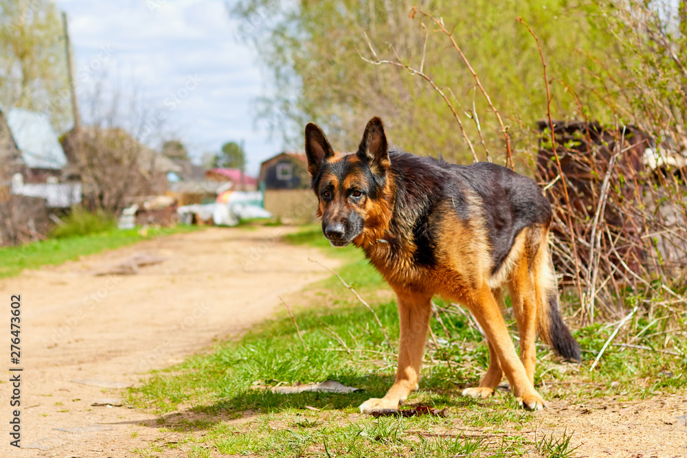 Dog German Shepherd in a village in a summer