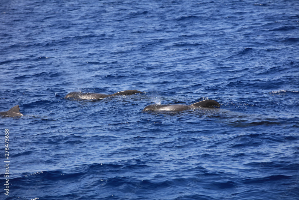 Fototapeta premium Kurzflossen-Grindwal (Globicephala macrorhynchus) im Atlantik. Kanarische Inseln. Spanien