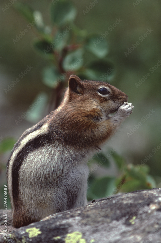 Golden-Mantled Ground Squirrel (Callospermophilus Lateralis) Golden-Mantled Ground Squirrel (Callospermophilus Lateralis)