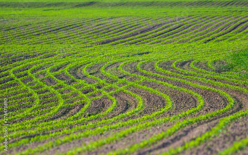 Young corn plants grow in the field. Vegetable rows, agriculture, farmlands. Landscape with agricultural land