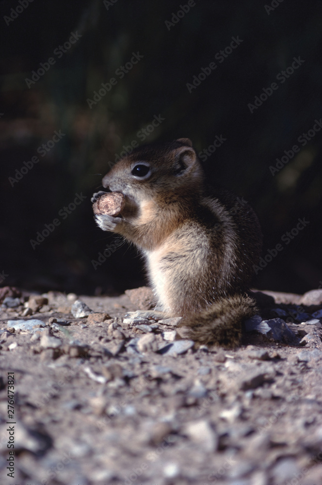 Golden-Mantled Ground Squirrel (Callospermophilus Lateralis) Golden-Mantled Ground Squirrel (Callospermophilus Lateralis)