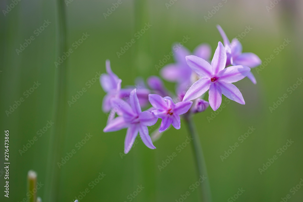 Flower Flower