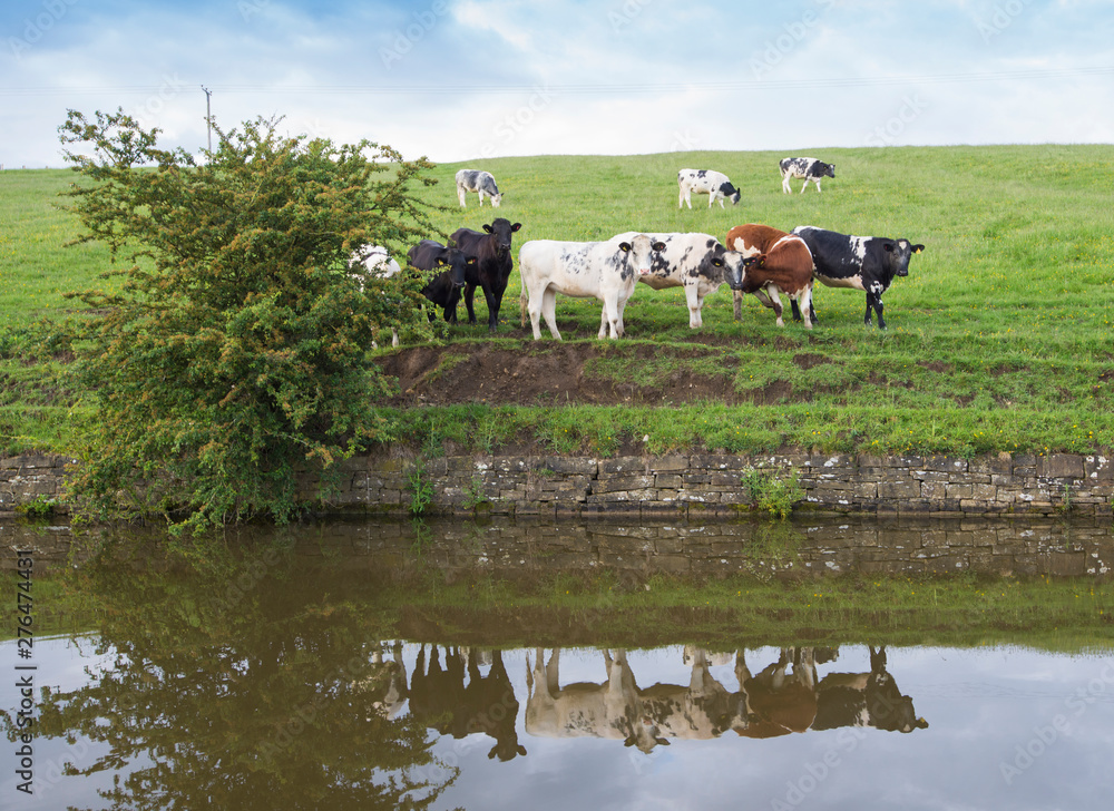 Fototapeta premium Herd of domestic cattle livestock next to canal in rural setting