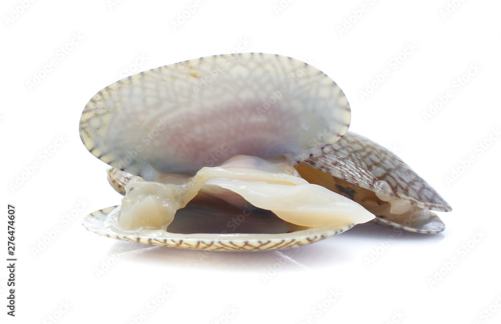 sea shell isolated on white background sea shell isolated on white background