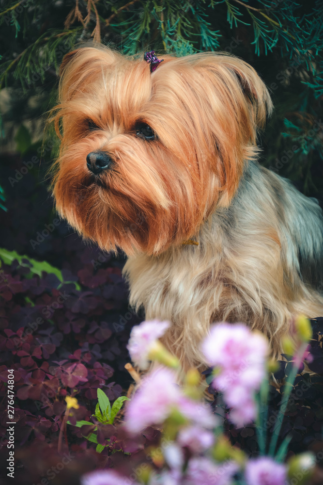 yorkshire terrier in garden