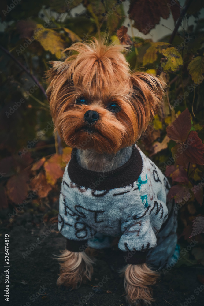 yorkshire terrier on wooden background