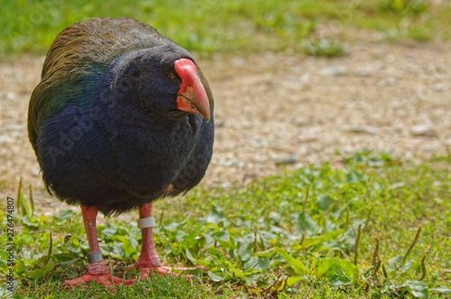 Takahe, endangered New Zealand bird photo