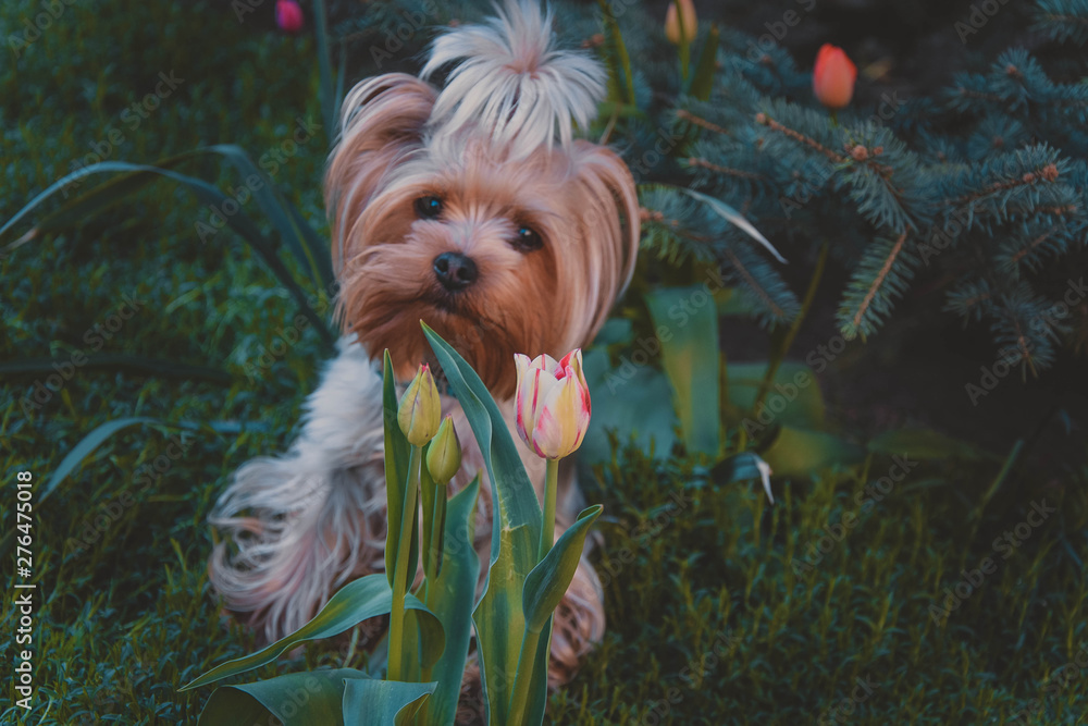 portrait of a dog