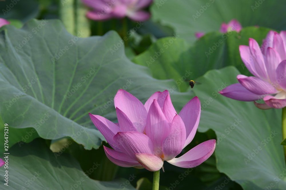 Blooming lotus flowers in the park Blooming lotus flowers in the park