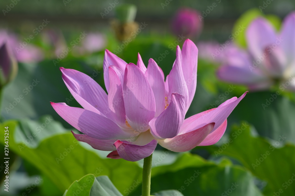 Blooming lotus flowers in the park