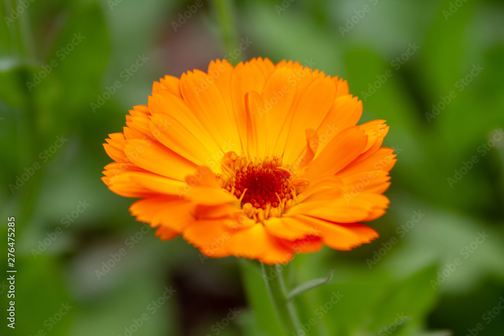 orange flower in the garden orange flower in the garden