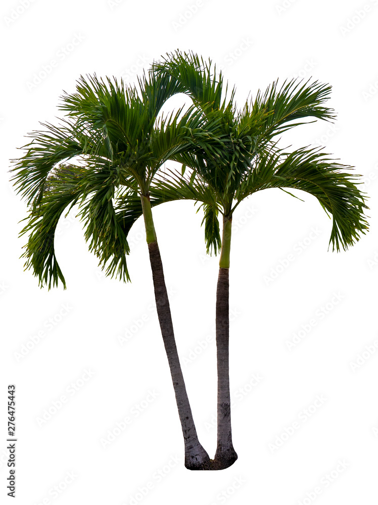 Palm Tree White Background