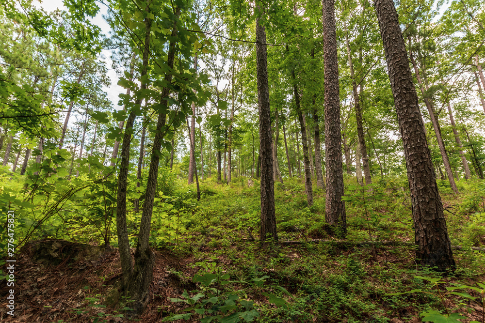 Southern Appalachian forest background