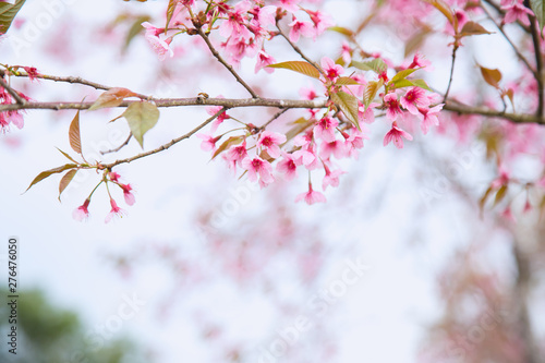 Beautiful cherry blossom or sakura in spring time over  sky photo