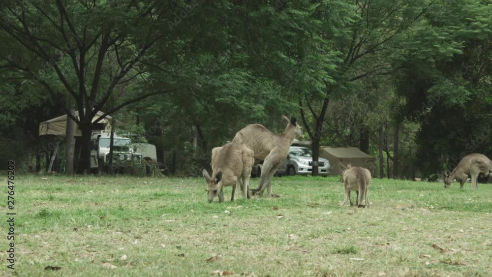 A Kangaroo grazing with her Joeys A Kangaroo grazing with her Joeys