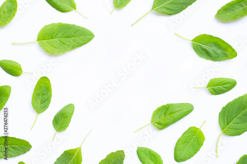 Fresh holy basil leaves on white