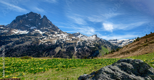 mountains range with daffodils (French Pyrenees)