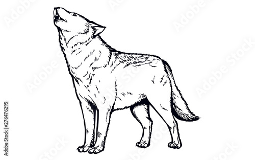 Howling gray timber wolf illustration. isolated hand drawn sketch