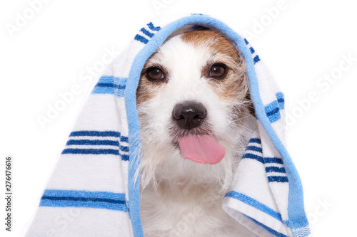 Dog wrapped with a blue towel ready for bathing, sticking out tongue. Isolated on white background photo