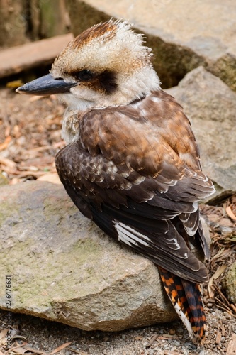 Kookaburra