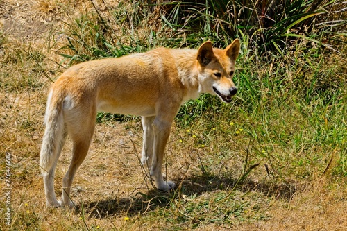 Dingo