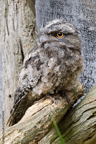 Frogmouth